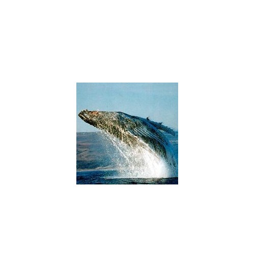 Baleine*
