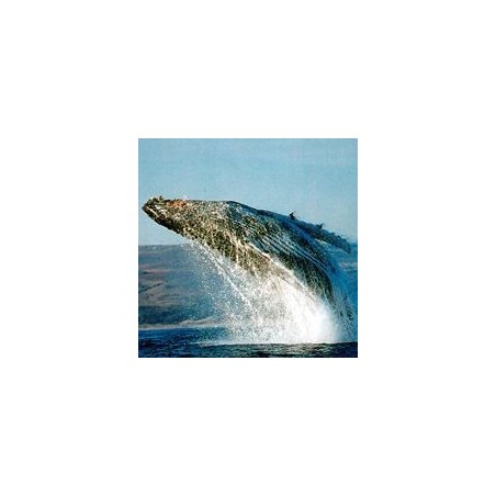 Baleine*