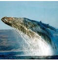 Baleine Pilote* Baleine Pilote*