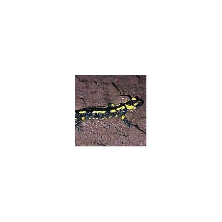 Salamandre*