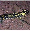 Salamandre*