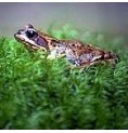 Grenouille élixir