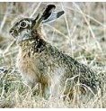 Lapin élixir