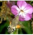 Papillon de nuit* Papillon de nuit*