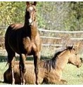 Cheval*