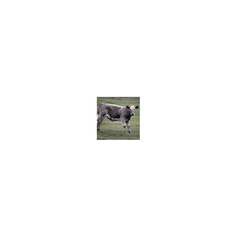 Boeuf* Boeuf*