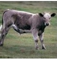 Boeuf* Boeuf*