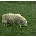 Mouton*