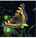 Papillon* Papillon*