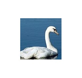 Cygne*