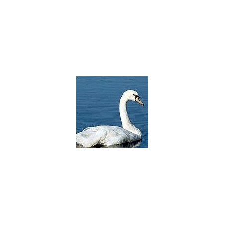 Cygne*