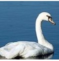 Cygne* Cygne*