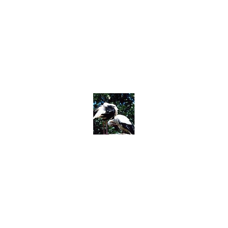 Cigogne* Cigogne*