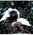 Cigogne élixir