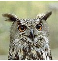 Grand Duc* Grand Duc*