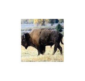 Bison*