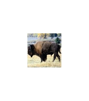 Bison*