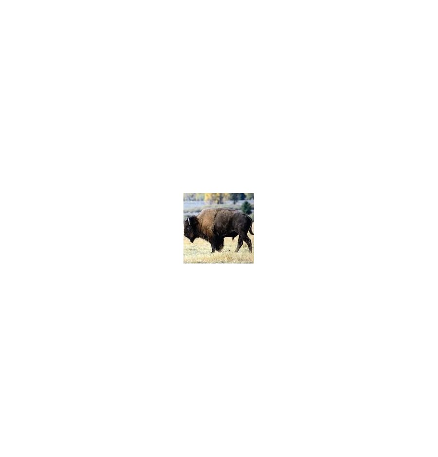 Bison élixir