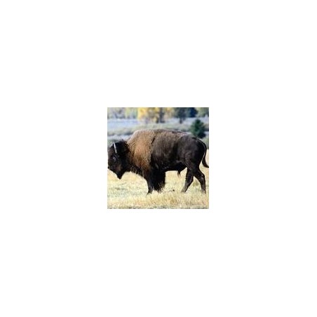 Bison*