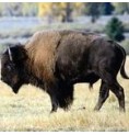 Bison élixir