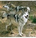 Loup* Loup*