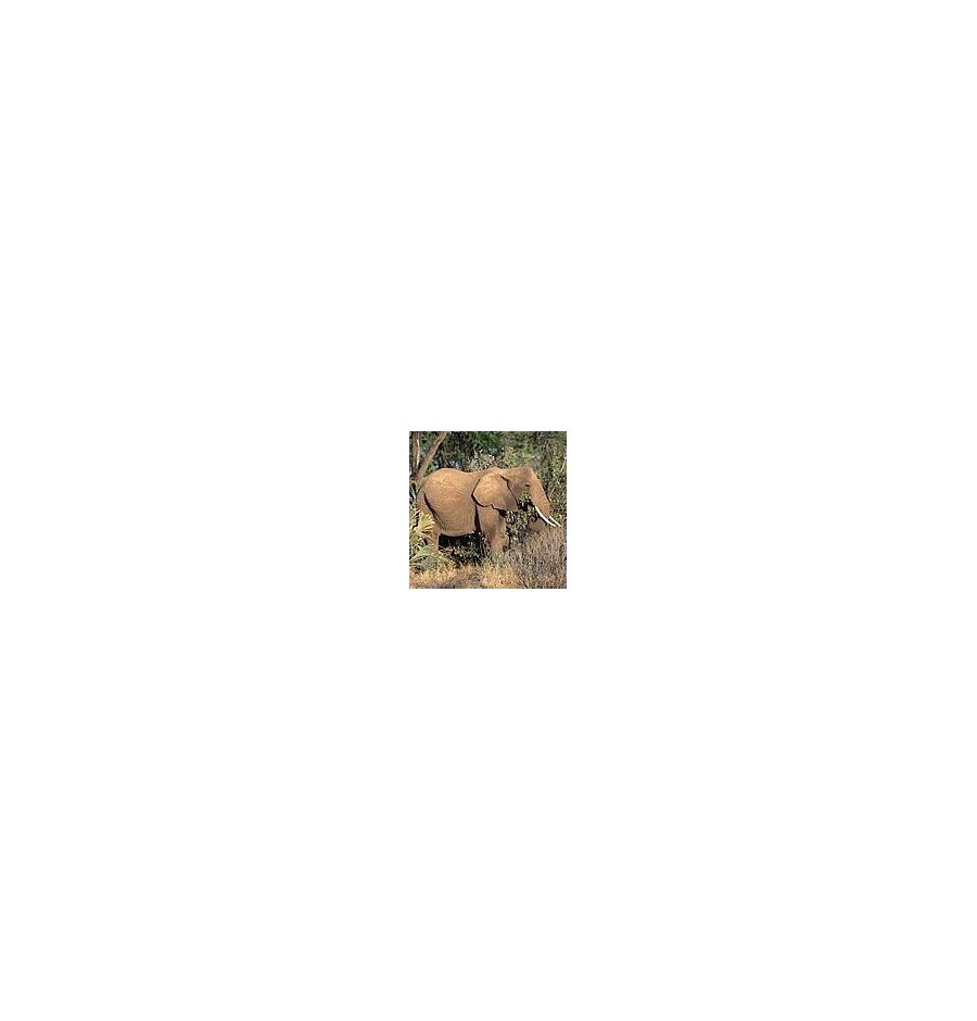 Éléphant élixir