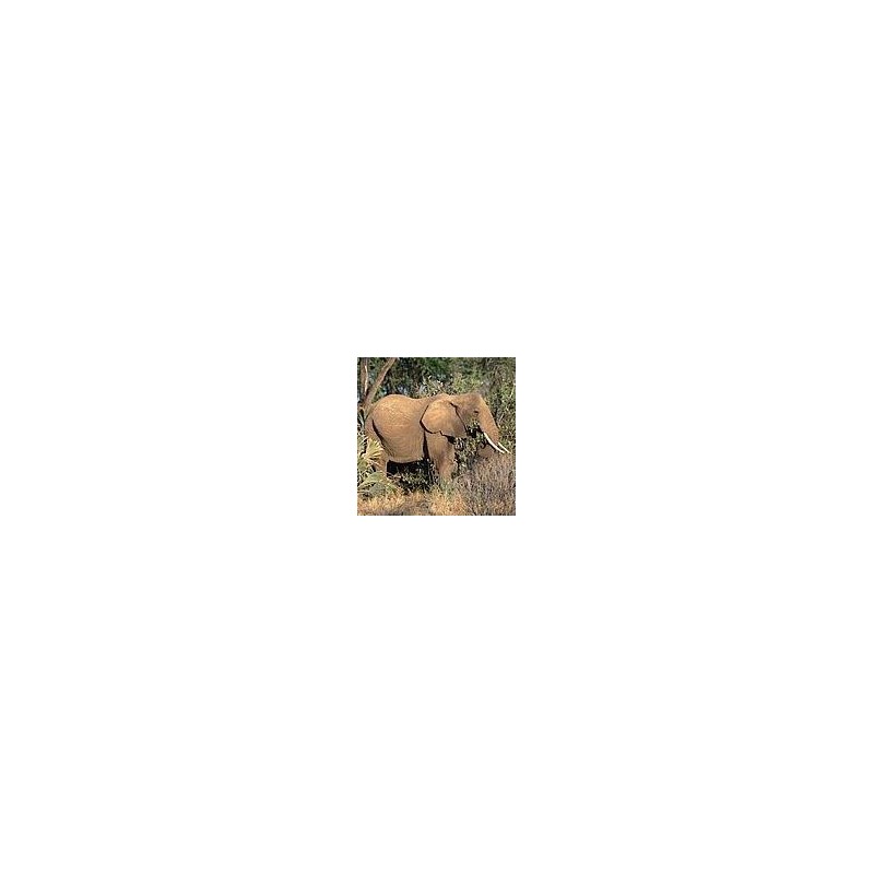 Éléphant* Éléphant*