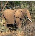 Éléphant* Éléphant*