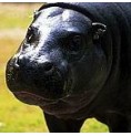 Hippopotame*