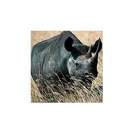 Rhinocéros*