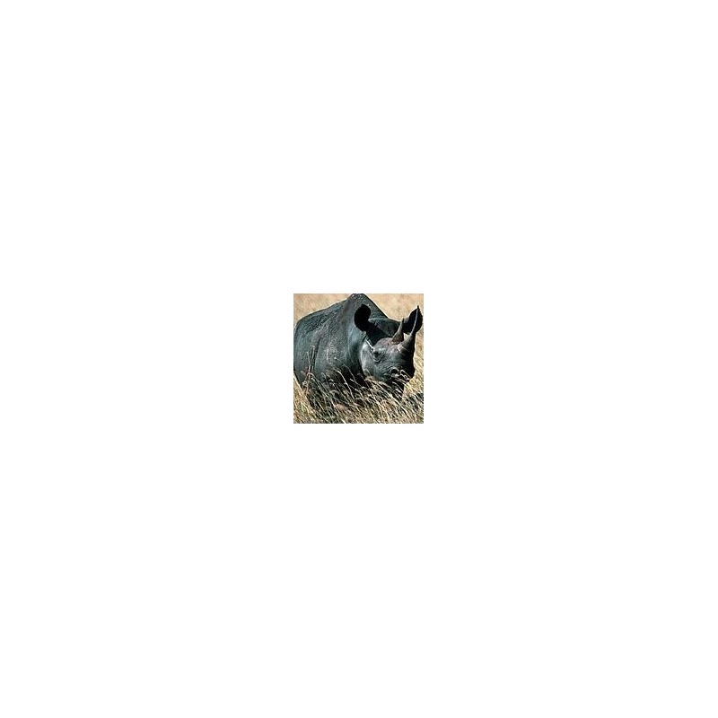 Rhinocéros* Rhinocéros*