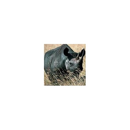 Rhinocéros*