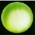 Neptune* Neptune*