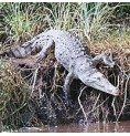 Alligator* Alligator*