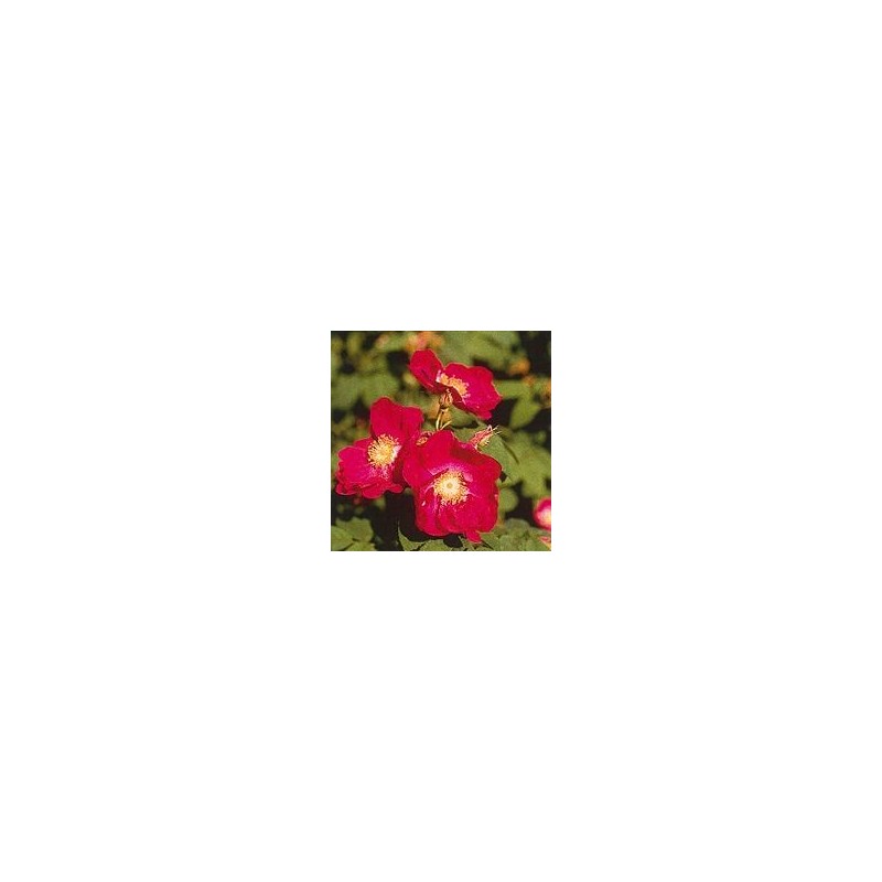 Rose Tibétaine* Rose Tibétaine*