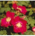 Rose Tibétaine* Rose Tibétaine*