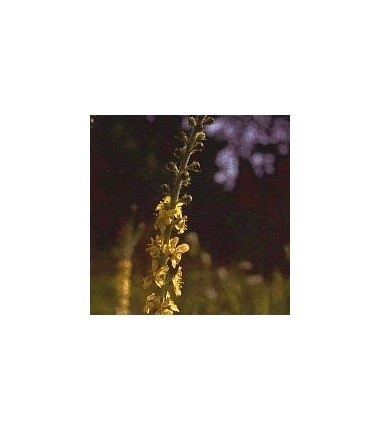 Aigremoine/Agrimony*