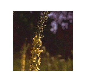 Aigremoine/Agrimony élixir