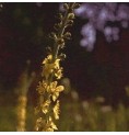 Aigremoine/Agrimony*