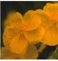 Hélianthème/Rock Rose*