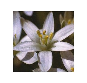 Dame de Onze Heures/Star of Bethlehem élixir