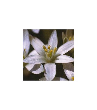 Dame de Onze Heures/Star of Bethlehem*