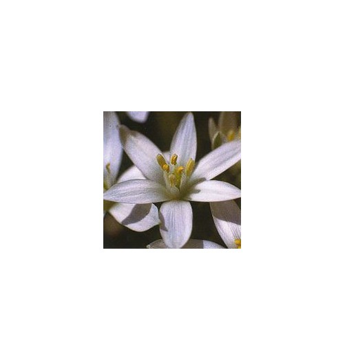 Dame de Onze Heures/Star of Bethlehem élixir