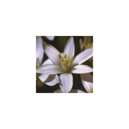 Dame de Onze Heures/Star of Bethlehem*