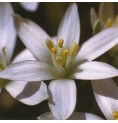 Dame de Onze Heures/Star of Bethlehem*
