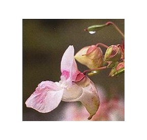 Impatience/Impatiens élixir