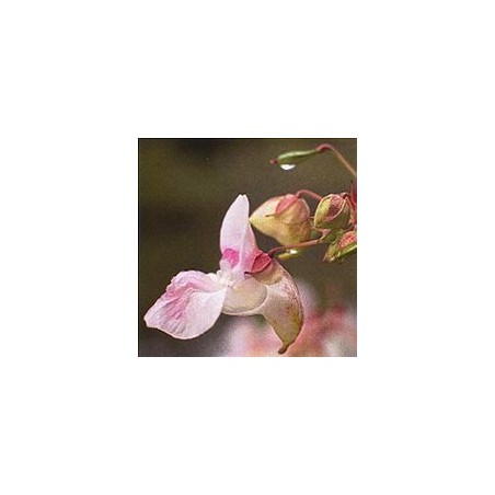 Impatience/Impatiens*