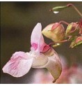 Impatience/Impatiens*