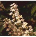 Marronnier Blanc/White Chestnut*