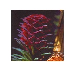 Mélèze/Larch élixir